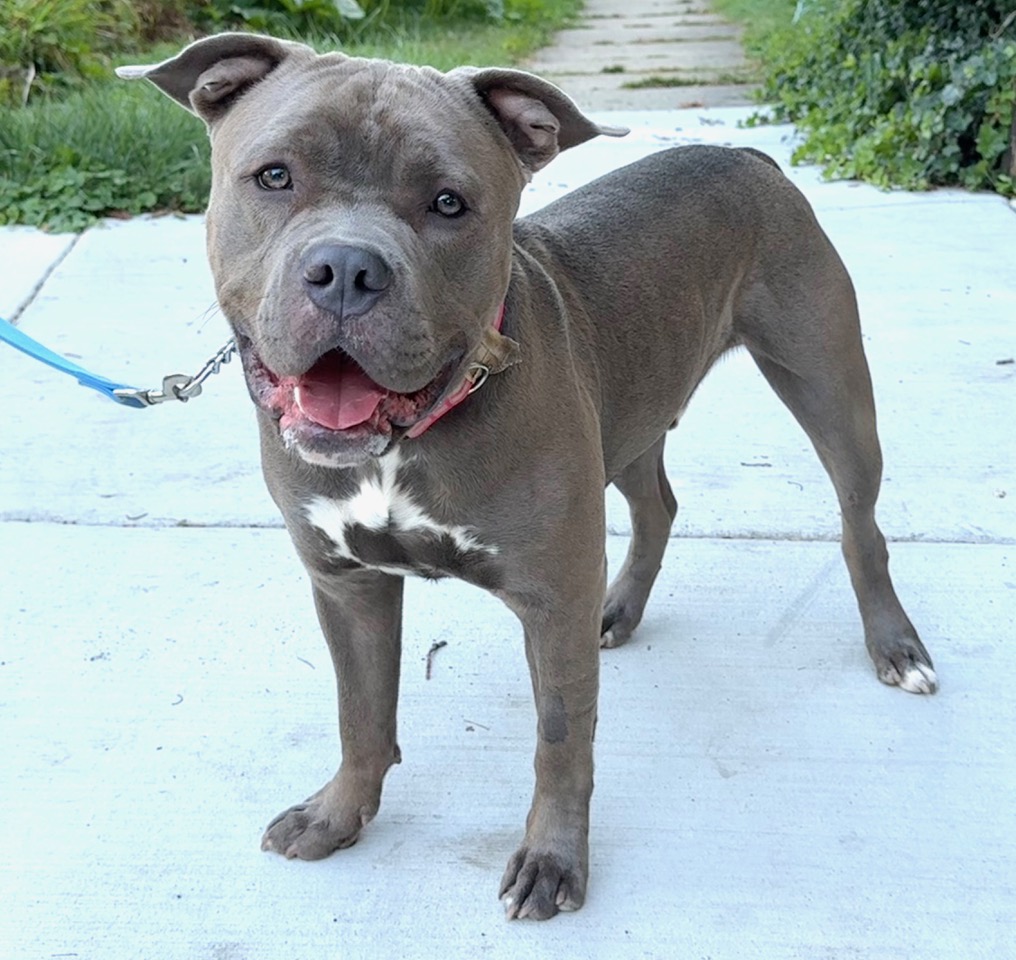 Shrek, Adopted, Adult Male American Staffordshire Terrier.