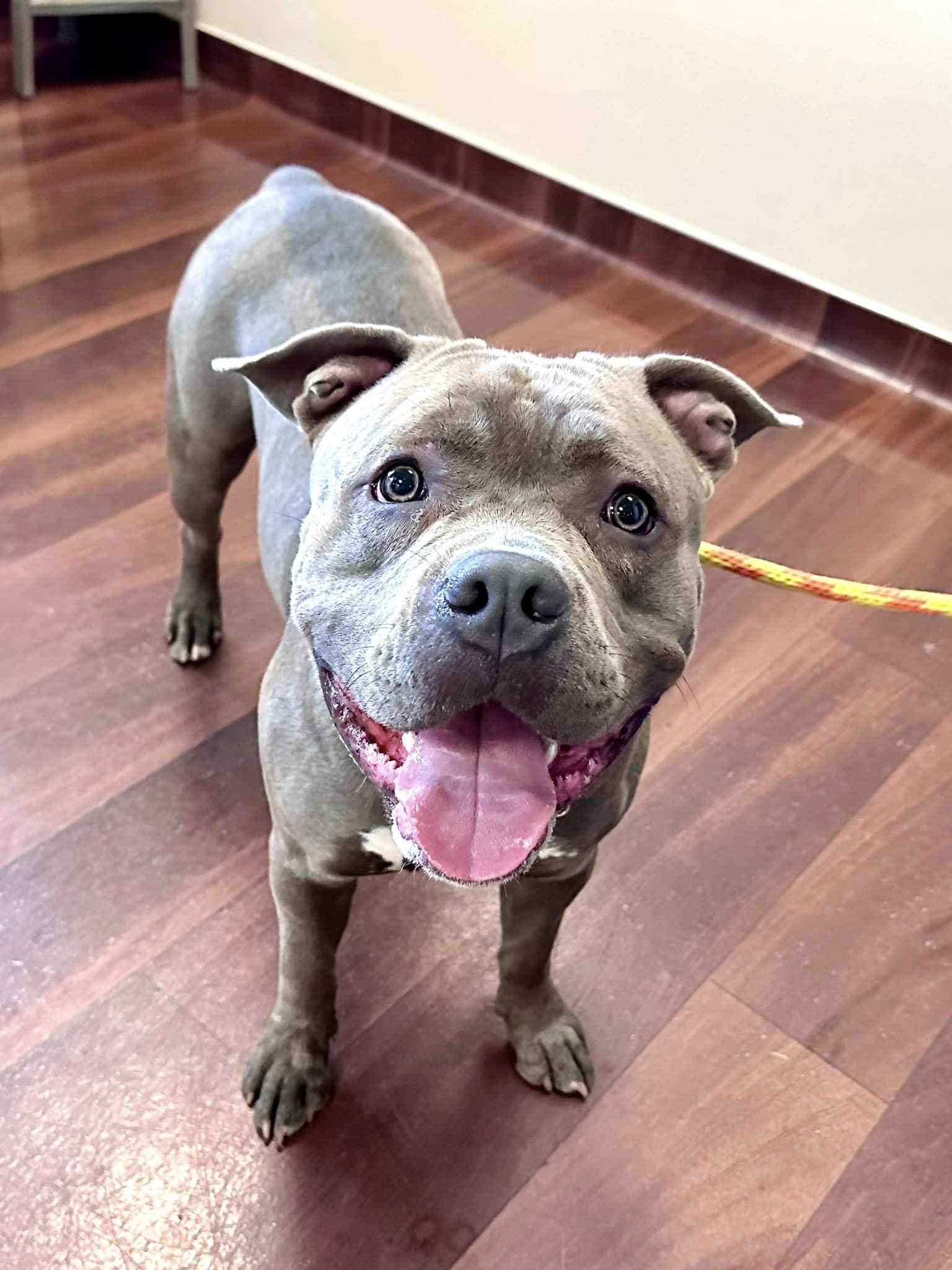 Enlarge Shrek, a Adopted American Staffordshire Terrier in Chicago, IL image 2/6