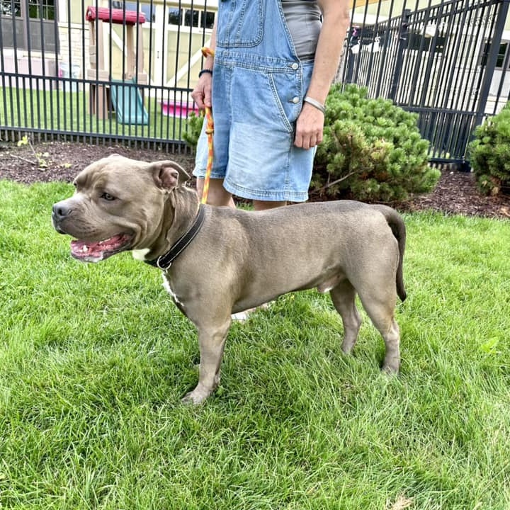 Enlarge Shrek, a Adopted American Staffordshire Terrier in Chicago, IL image 3/6