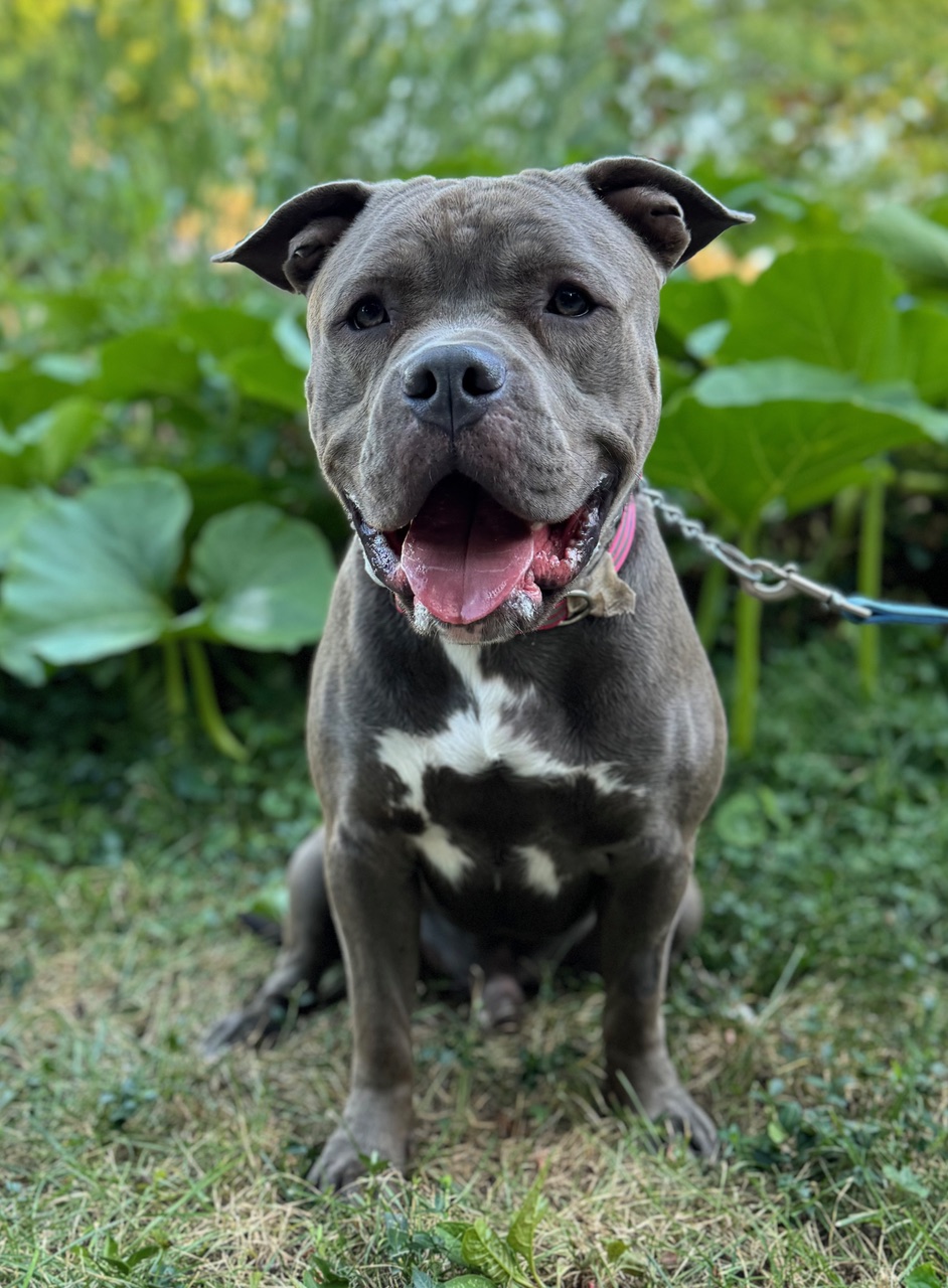 Enlarge Shrek, a Adopted American Staffordshire Terrier in Chicago, IL image 6/6