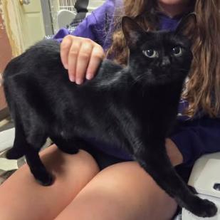 Midnight, Adoptable, Adult Female Domestic Short Hair.