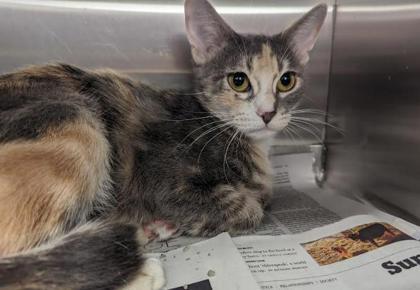 Amora, Adoptable, Young Female Domestic Short Hair & Domestic Short Hair.