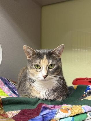 Amora, Adoptable, Young Female Domestic Short Hair & Domestic Short Hair.