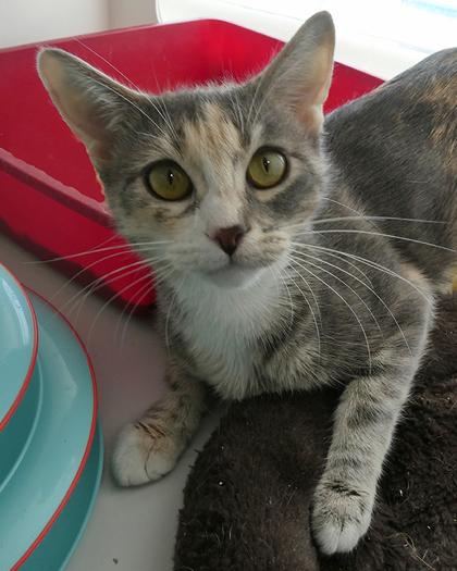 Enlarge Amora, a Adoptable mixed breed in Divide, CO image 2/3