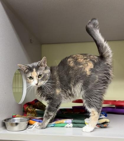 Enlarge Amora, a Adoptable mixed breed in Divide, CO image 2/3