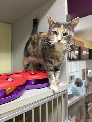 Enlarge Amora, a Adoptable mixed breed in Divide, CO image 3/3