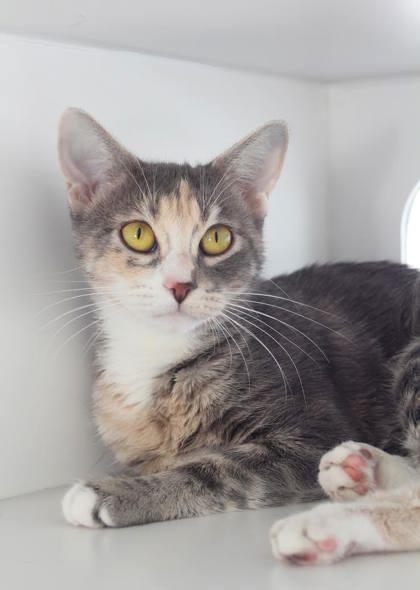 Enlarge Amora, a Adoptable mixed breed in Divide, CO image 3/3