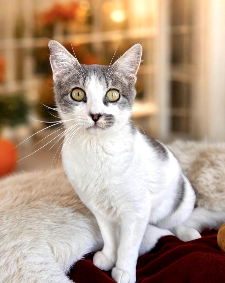 Enlarge Ren, a Adoptable Domestic Short Hair in Perry, IA image 3/4