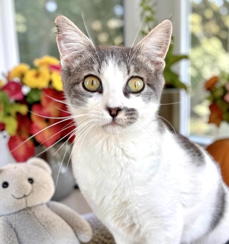 Ren, Adoptable, Young Female Domestic Short Hair.