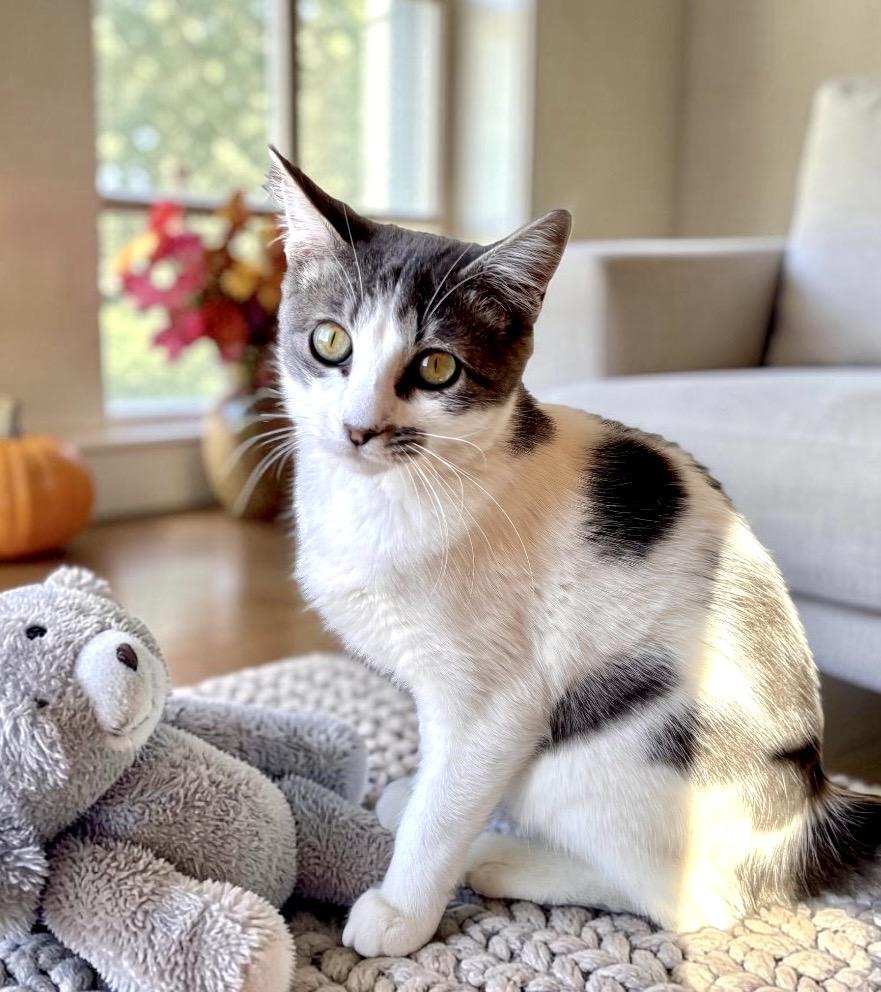 Enlarge Ren, a Adoptable Domestic Short Hair in Perry, IA image 4/4