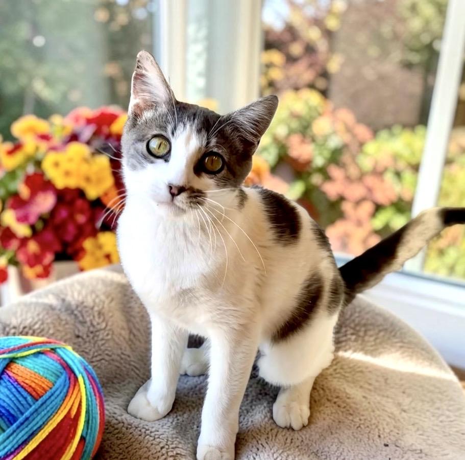 Enlarge Ren, a Adoptable Domestic Short Hair in Perry, IA image 2/4