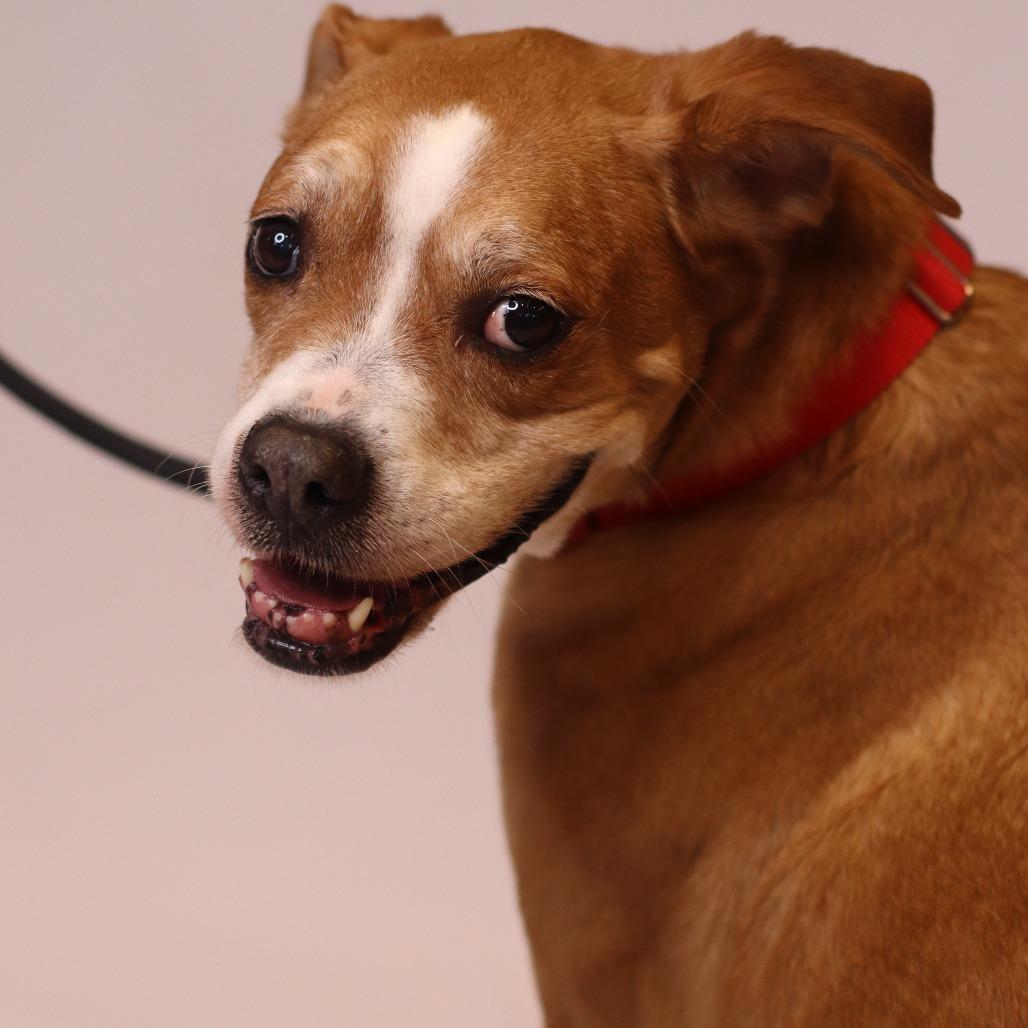 Charlie, Adoptable, Senior Female Mixed Breed.