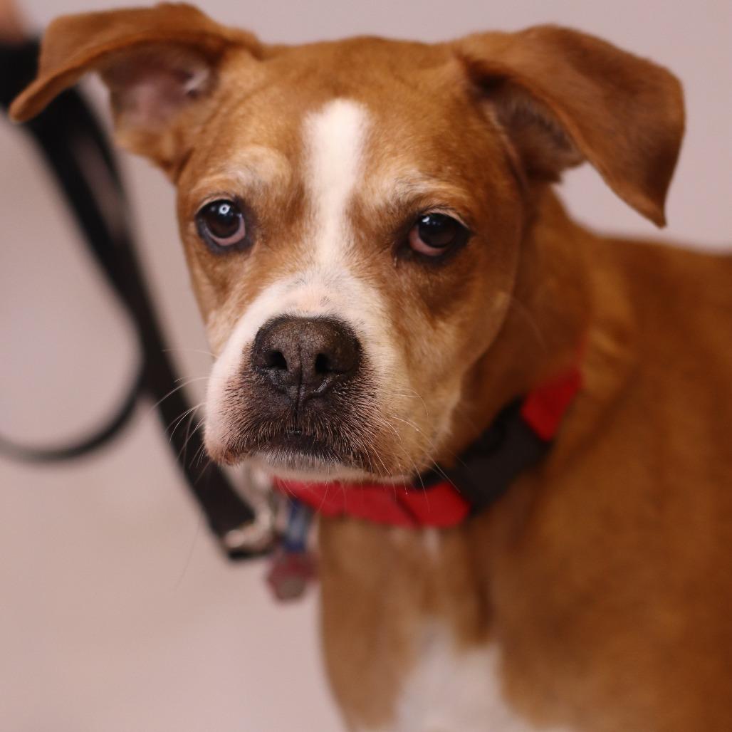 Enlarge Charlie, a Adoptable Mixed Breed in Waukesha, WI image 2/2