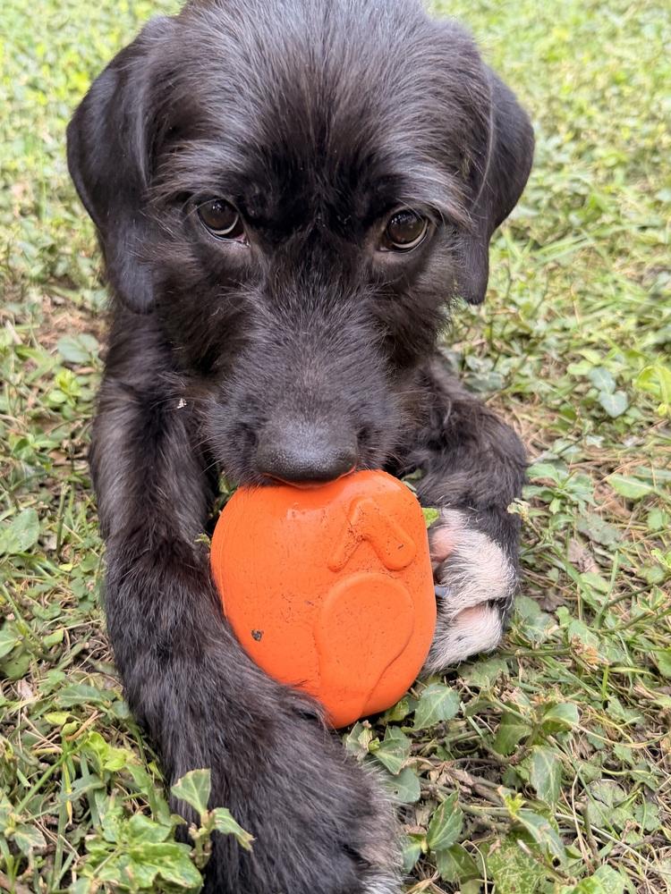 Enlarge Aphrodite, a Adoptable mixed breed in South Bend, IN image 2/6