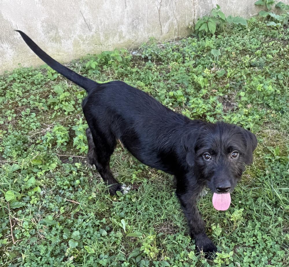 Enlarge Aphrodite, a Adoptable mixed breed in South Bend, IN image 3/6