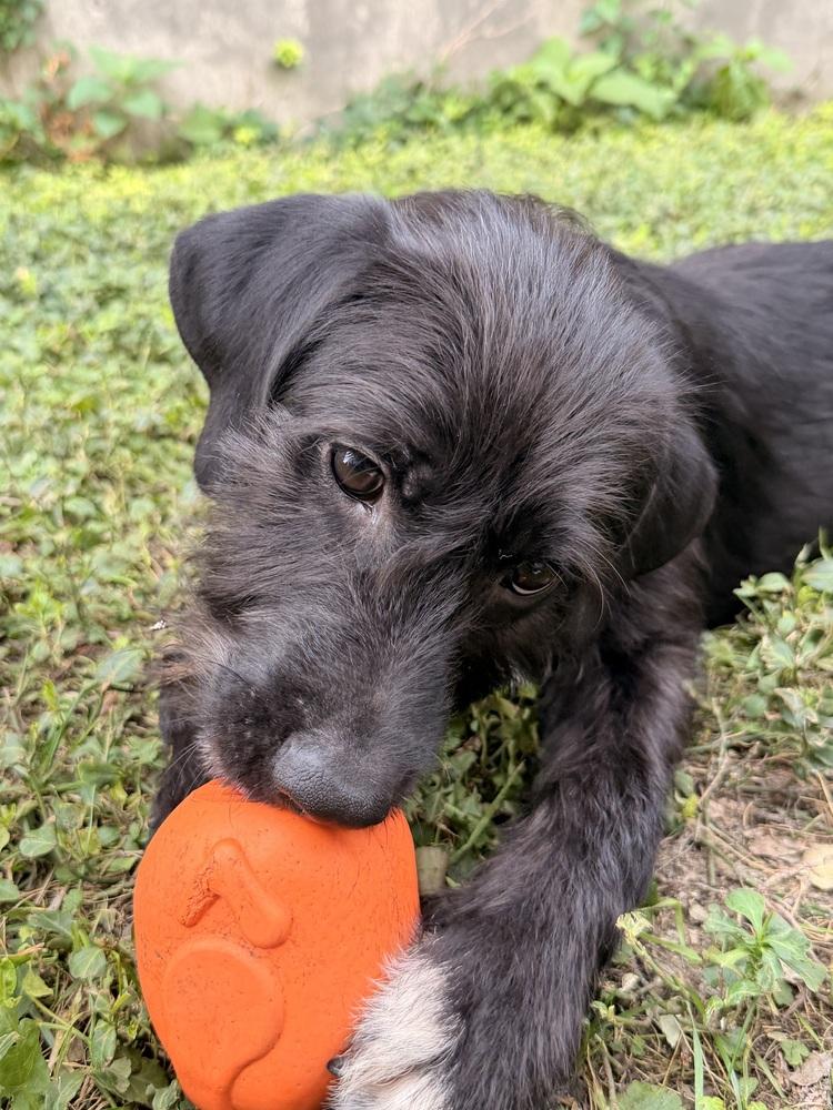 Enlarge Aphrodite, a Adoptable mixed breed in South Bend, IN image 4/6