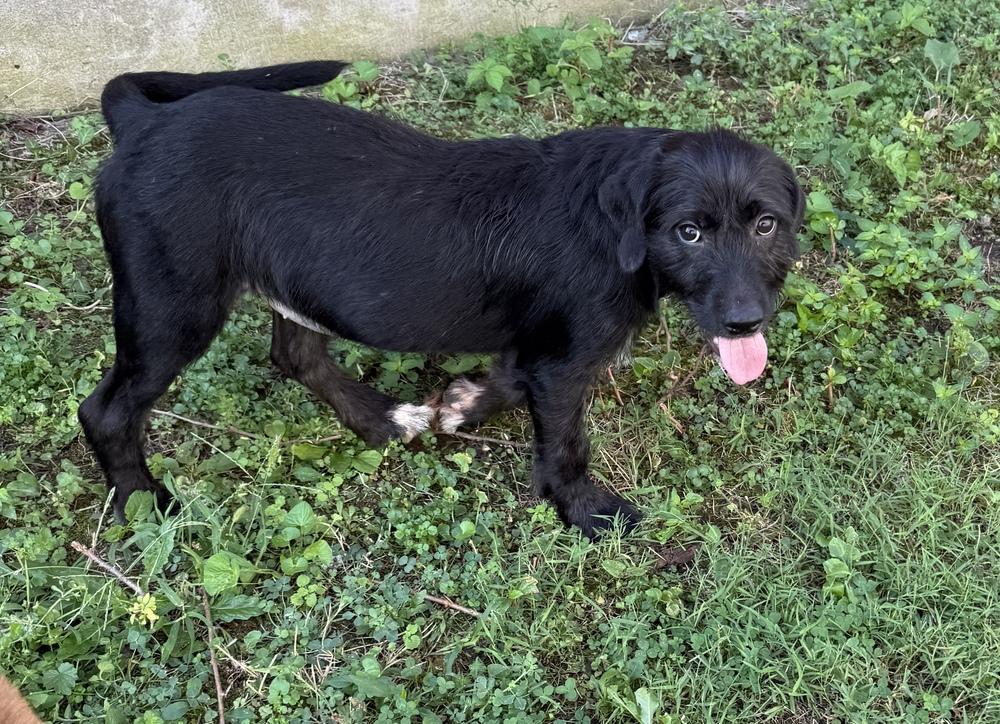 Enlarge Aphrodite, a Adoptable mixed breed in South Bend, IN image 5/6