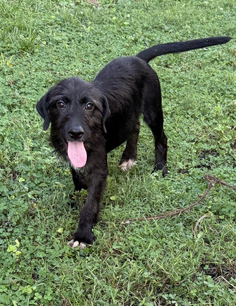 Enlarge Aphrodite, a Adoptable mixed breed in South Bend, IN image 6/6