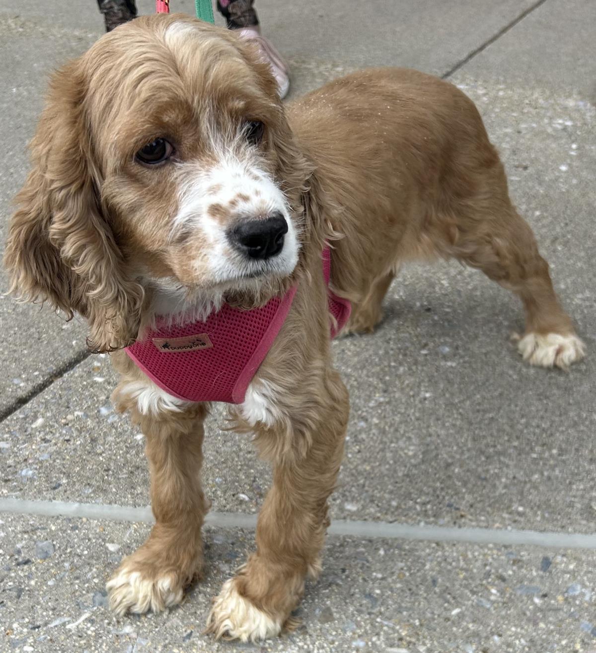Dori, Adoptable, Adult Female Cocker Spaniel.