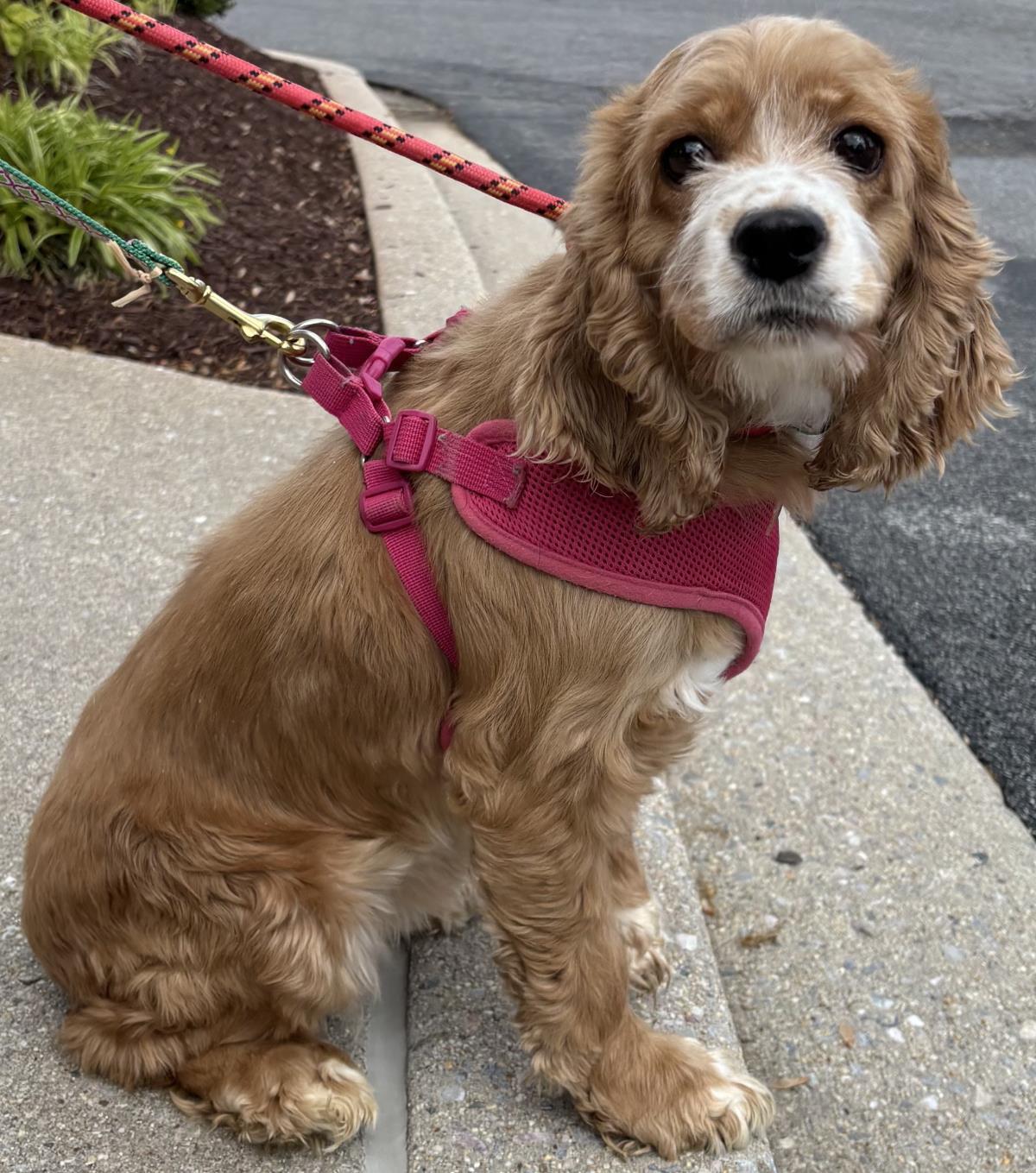 Enlarge Dori, a Adoptable Cocker Spaniel in Westminster, MD image 2/3