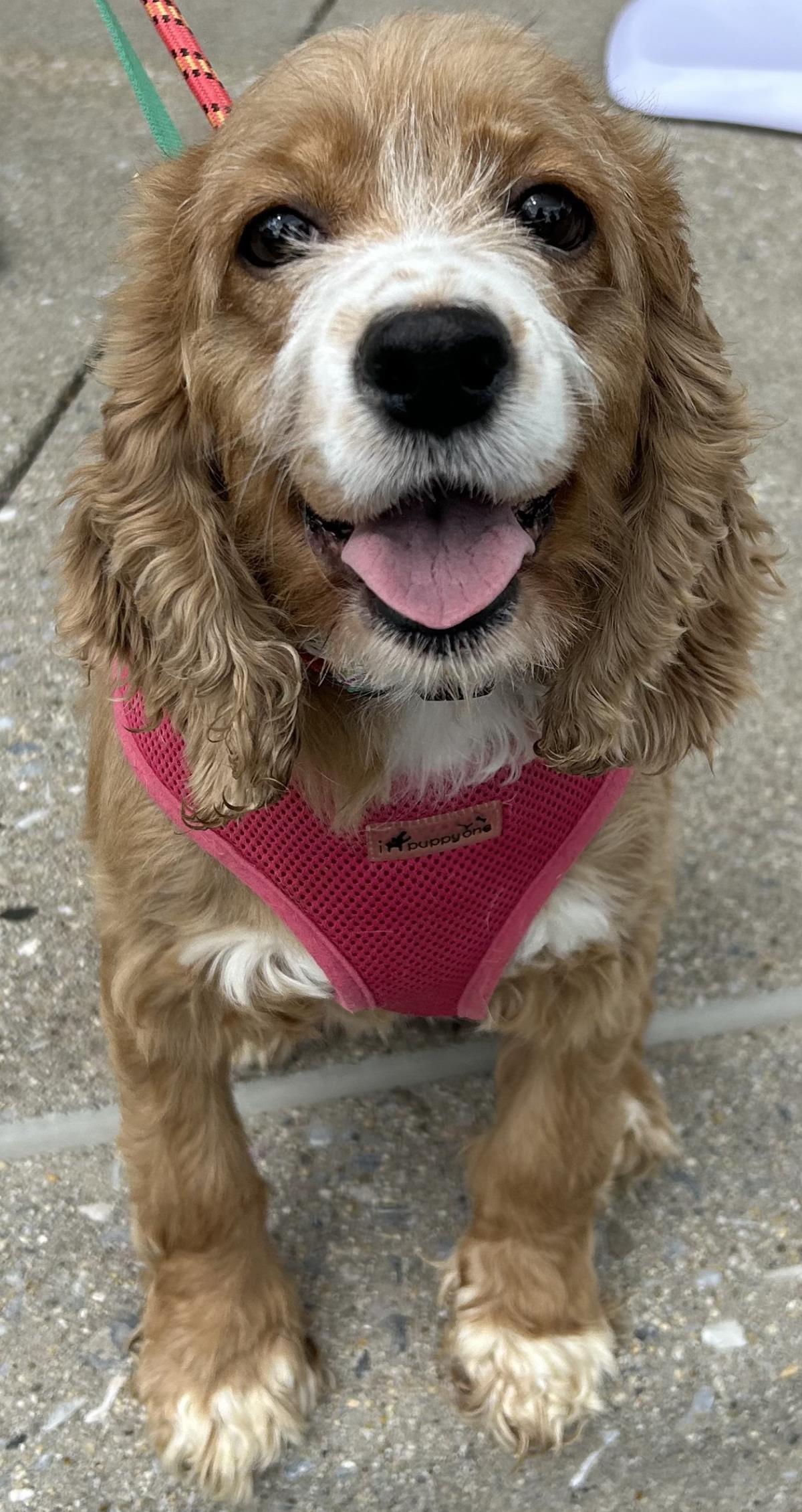 Enlarge Dori, a Adoptable Cocker Spaniel in Westminster, MD image 3/3