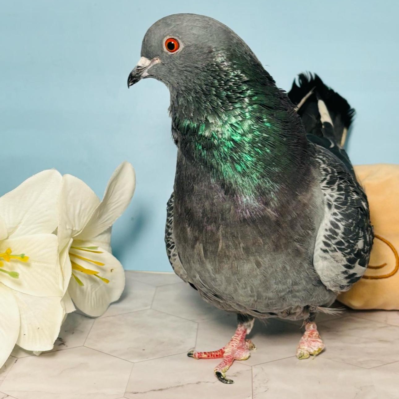 McSnood, a Adoptable Pigeon in Chicago, IL image 1/5