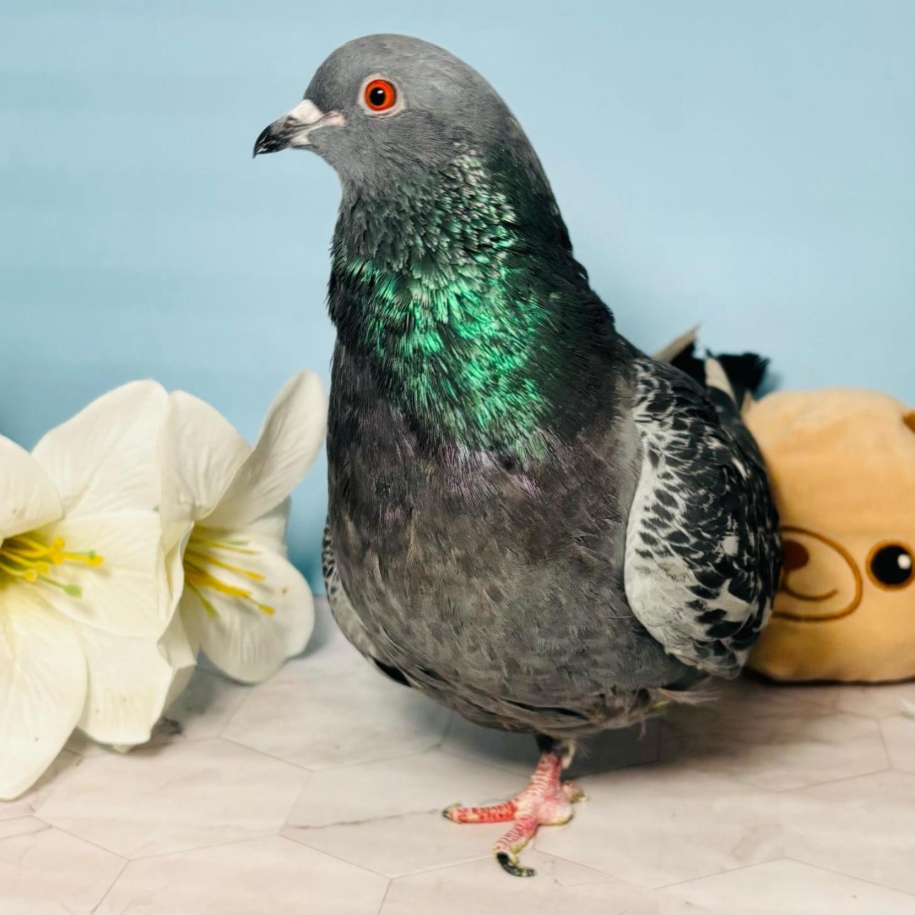 McSnood, a Adoptable Pigeon in Chicago, IL image 2/5