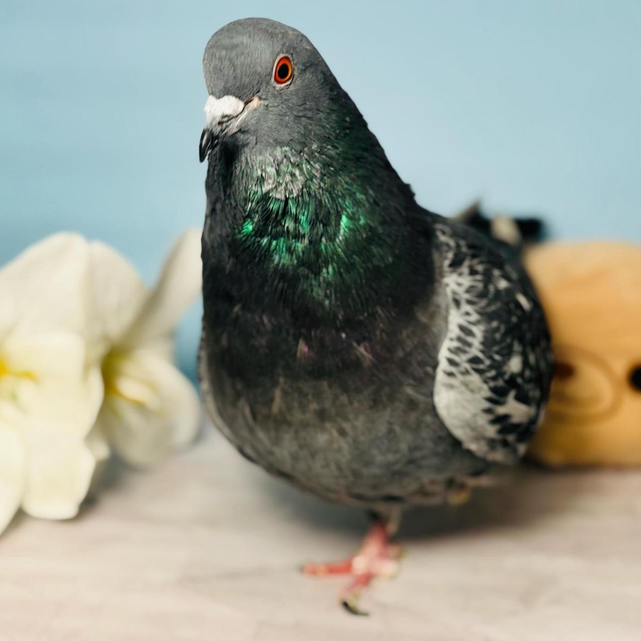 McSnood, a Adoptable Pigeon in Chicago, IL image 3/5