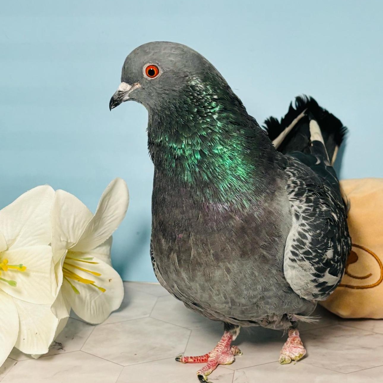 McSnood, a Adoptable Pigeon in Chicago, IL image 4/5