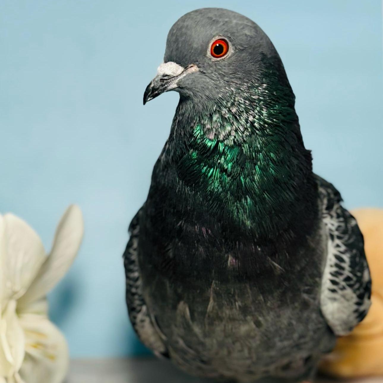 McSnood, a Adoptable Pigeon in Chicago, IL image 5/5