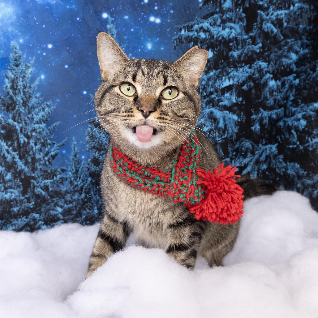 Toby, Adoptable, Young Male Domestic Medium Hair.