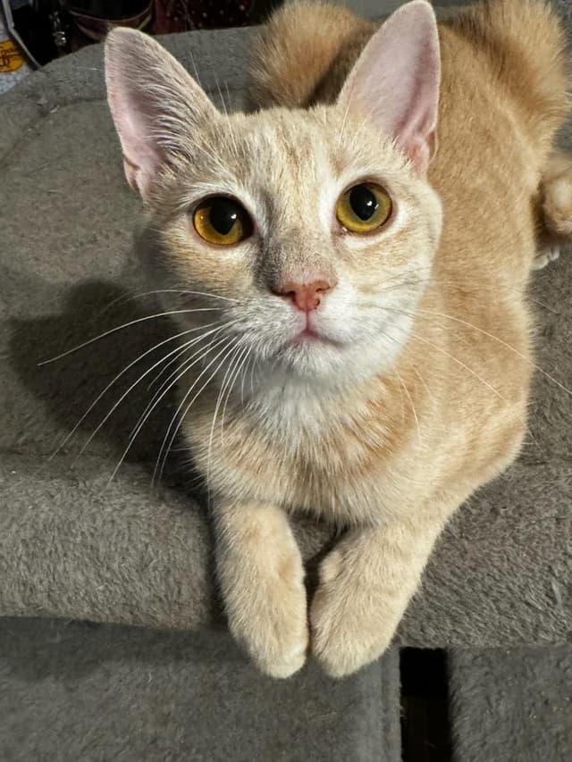 Noah, ADOPTABLE, Young Male Domestic Short Hair.