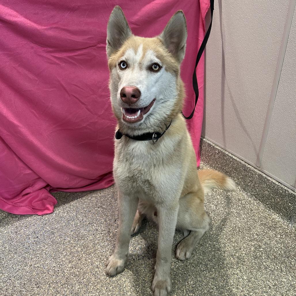Rusty*, Adoptable, Adult Male Husky.