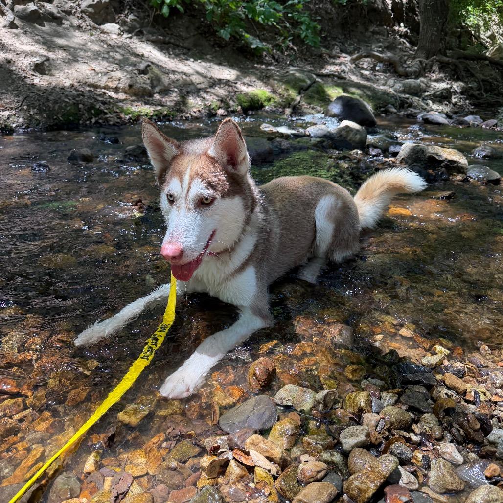 Rusty*, a Adoptable Husky in San Gabriel, CA image 3/6