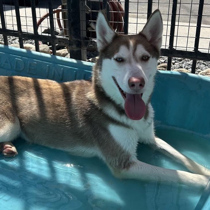 Rusty*, a Adoptable Husky in San Gabriel, CA image 4/6
