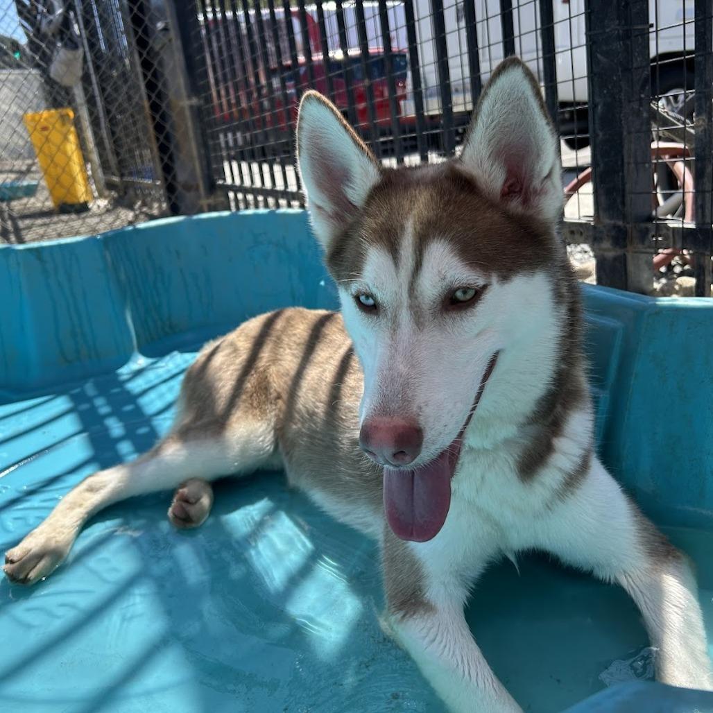 Rusty*, a Adoptable Husky in San Gabriel, CA image 4/6