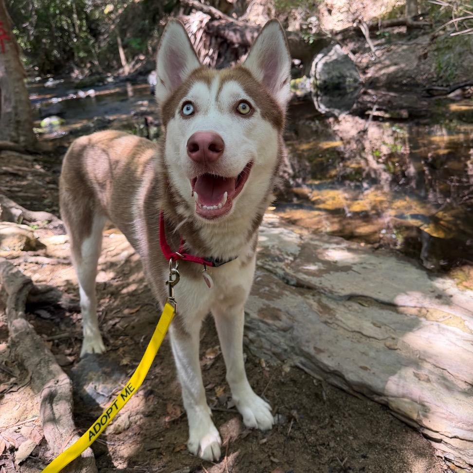 Rusty*, a Adoptable Husky in San Gabriel, CA image 5/6