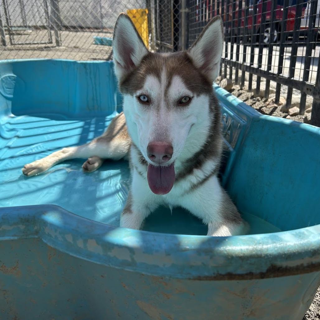 Rusty*, a Adoptable Husky in San Gabriel, CA image 6/6