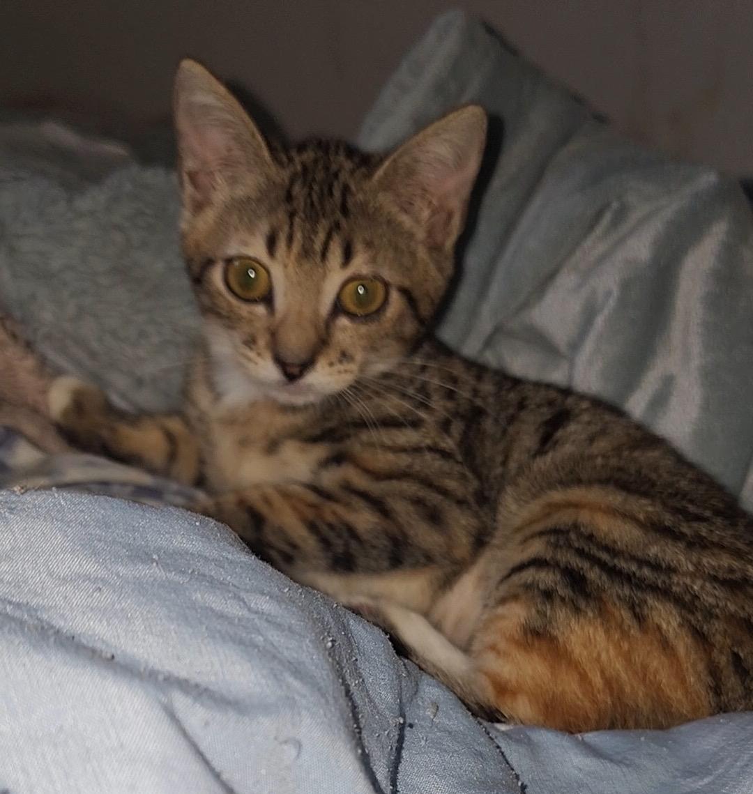 Trinity, Adoptable, Young Female Domestic Short Hair.