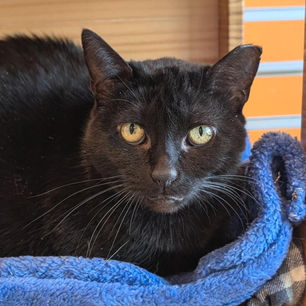 Miss Kitty, Adoptable, Adult Female Domestic Short Hair.