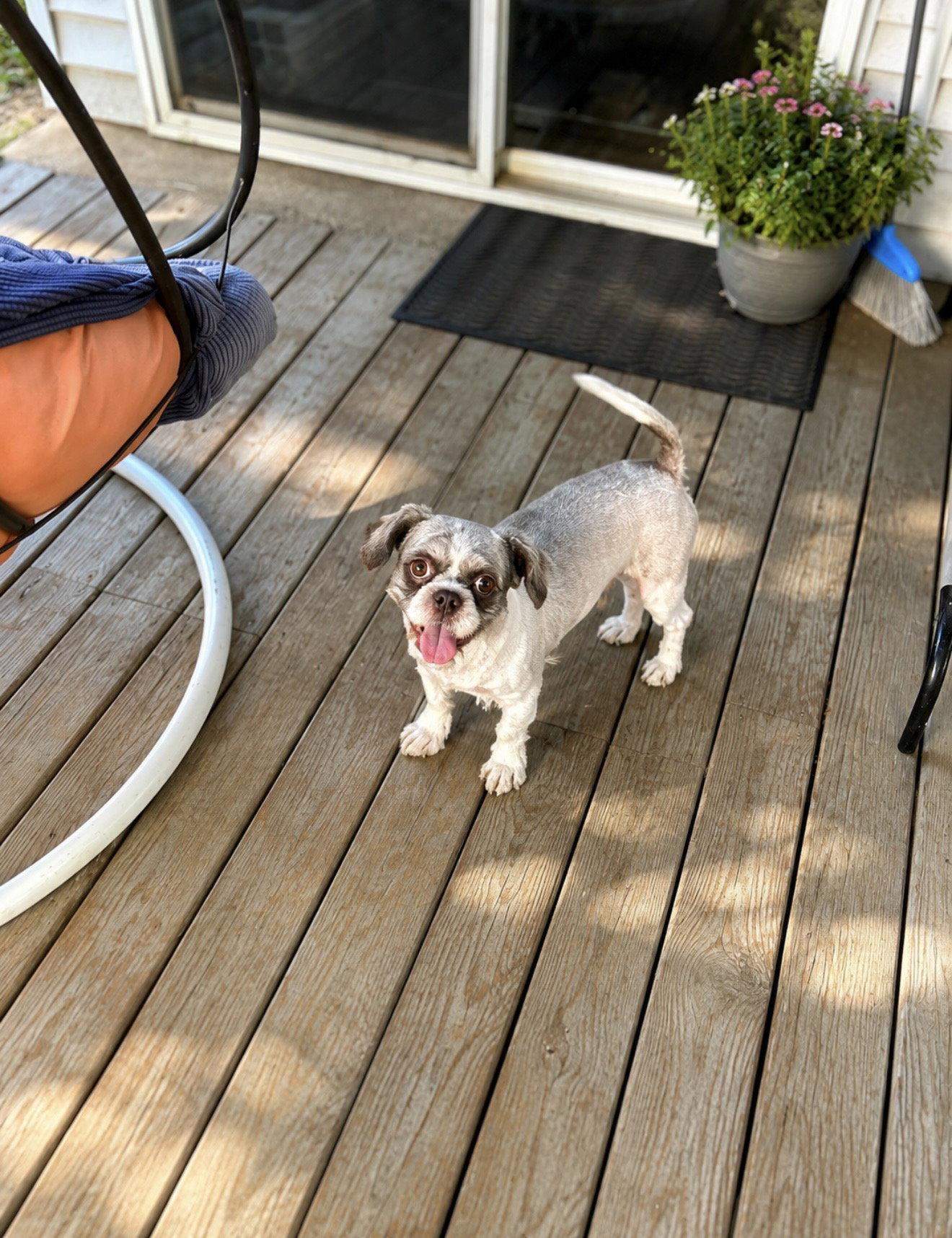 Otis, Adopted, Adult Male Shih Tzu.