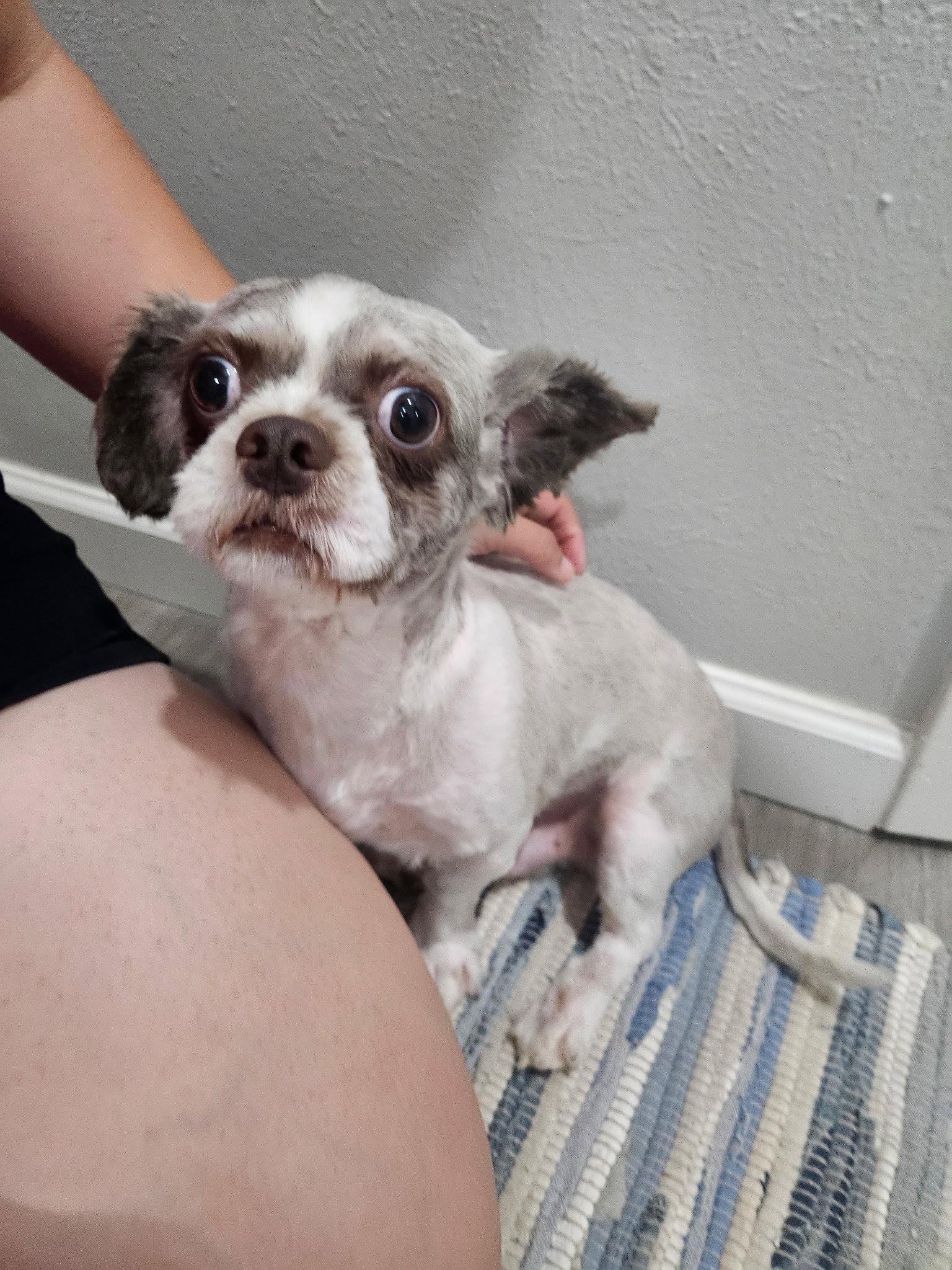 Otis, a Adopted Shih Tzu in Euless, TX image 3/3
