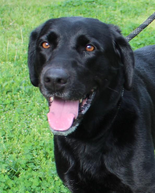 Enlarge BABY GIRL, a ADOPTABLE Black Labrador Retriever in Claremore, OK image 3/4