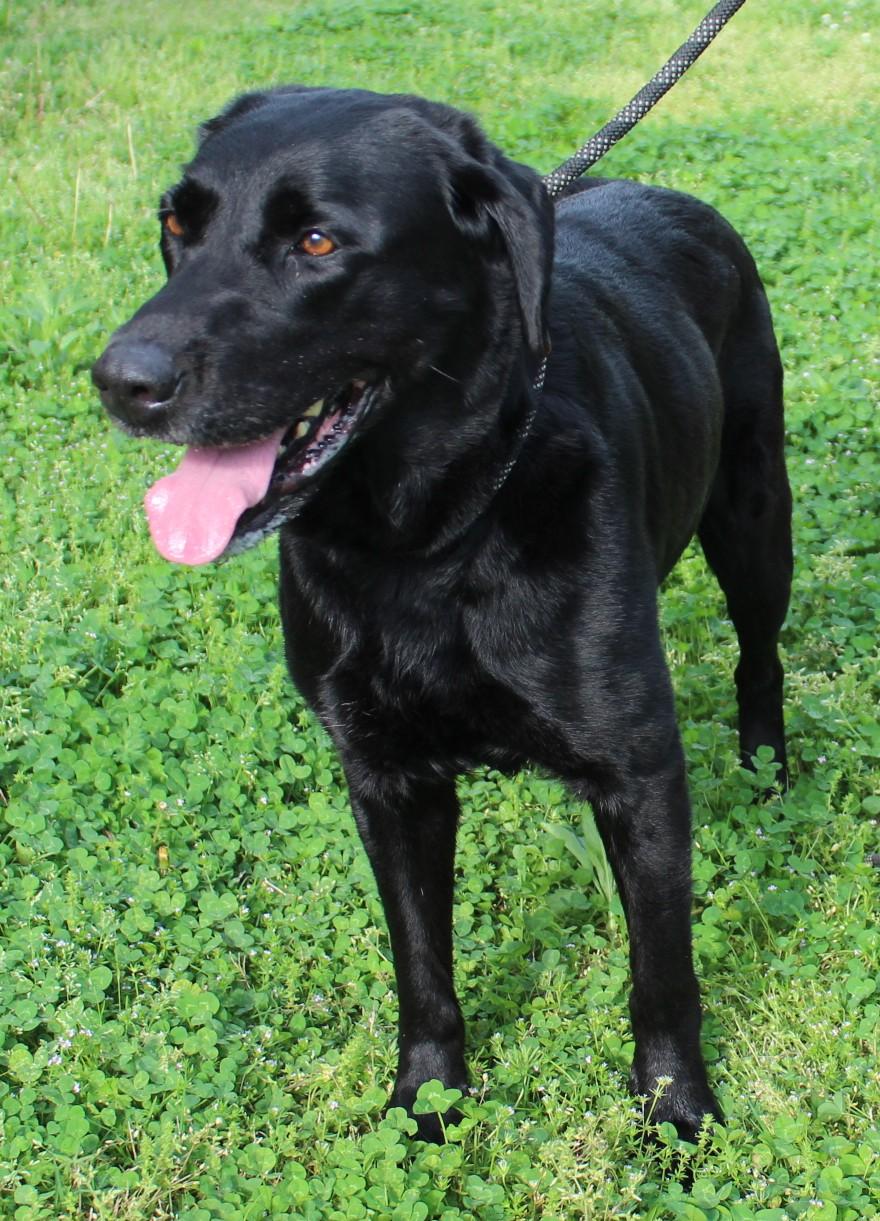 Enlarge BABY GIRL, a ADOPTABLE Black Labrador Retriever in Claremore, OK image 2/4