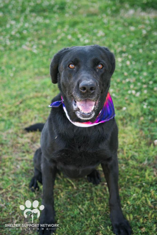 Enlarge BABY GIRL, a ADOPTABLE Black Labrador Retriever in Claremore, OK image 1/4