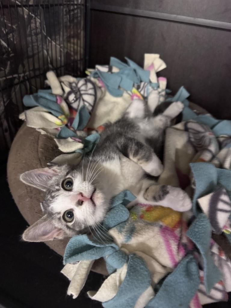 Bailey, ADOPTABLE, Kitten Female Domestic Short Hair.