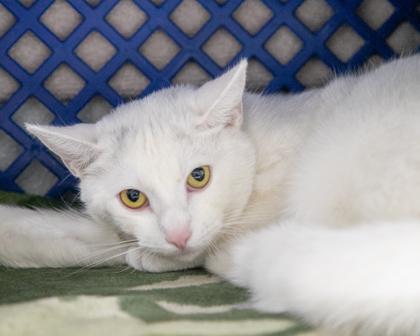 Enlarge Fluffy, a Adoptable Domestic Short Hair in West Seneca, NY image 1/2