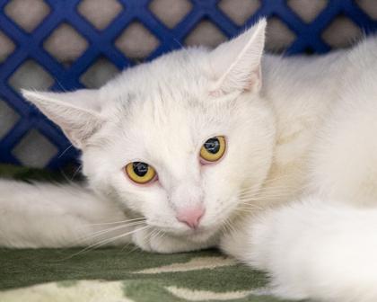 Enlarge Fluffy, a Adoptable Domestic Short Hair in West Seneca, NY image 2/2