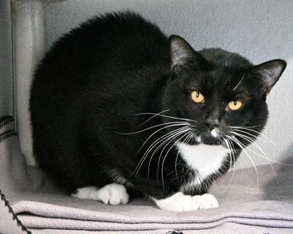 Pietro, Adoptable, Adult Male Domestic Short Hair.