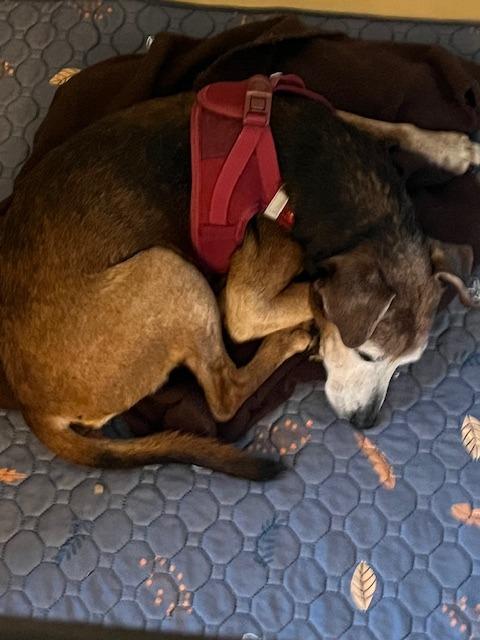 Enlarge Ray Charles, a Adoptable mixed breed in Manchester, TN image 1/1